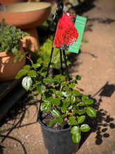 Load image into Gallery viewer, Rose - Climbing 'Pierre de Ronsard' Red