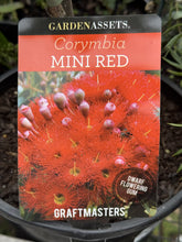 Load image into Gallery viewer, Corymbia ficifolia 'Mini Red'