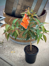 Load image into Gallery viewer, Corymbia ficifolia 'Mini Orange'
