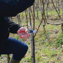 Load image into Gallery viewer, Felco 17 - Roll Handle Medium Pruning Shears - for Left handers