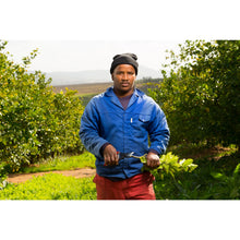 Load image into Gallery viewer, Felco 5 - Basic Large Pruning Shears