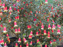 Load image into Gallery viewer, Correa 'Canberra Bells'