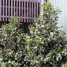 Load image into Gallery viewer, Magnolia figo x yunnanensis 'White Caviar'