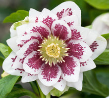 Load image into Gallery viewer, Helleborus - Winter Elegance series 'Double White Spotted'