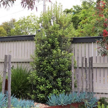 Load image into Gallery viewer, Banksia integrifolia 'Sentinel'
