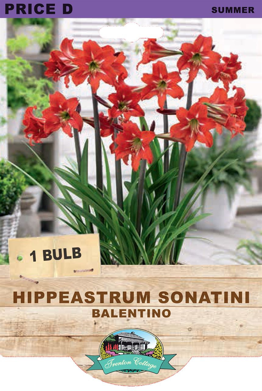 Hippeastrum Sonatini 'Balentino' – Northcote Nursery