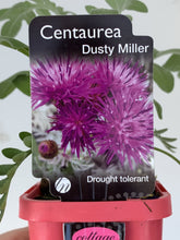 Load image into Gallery viewer, Centaurea 'Dusty Miller'