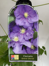 Load image into Gallery viewer, Clematis ‘General Sikorski’