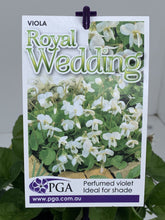 Load image into Gallery viewer, Viola odorata 'Royal Wedding'