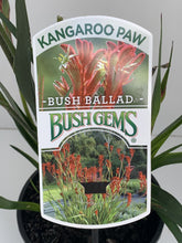 Load image into Gallery viewer, Anigozanthos 'Bush Ballad'