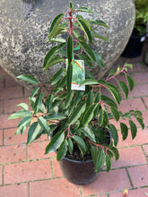 Load image into Gallery viewer, Prunus lusitanica