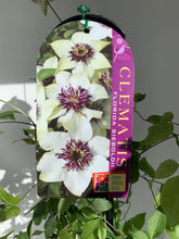 Load image into Gallery viewer, Clematis florida 'Sieboldii'