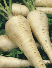 Load image into Gallery viewer, Parsnip 'Hollow Crown' Seeds