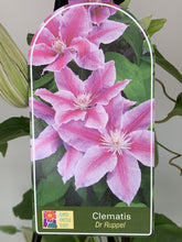 Load image into Gallery viewer, Clematis ‘Dr Ruppel’