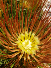 Load image into Gallery viewer, Aulax ‘Bronze Haze’