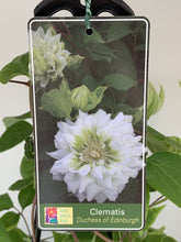 Load image into Gallery viewer, Clematis ‘Duchess of Edinburgh’