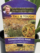 Load image into Gallery viewer, Anigozanthos 'Landscape Gold'