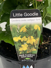 Load image into Gallery viewer, Goodenia ovata 'Little Goodie'