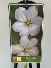 Load image into Gallery viewer, Clematis ‘Ai-nor’