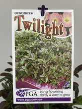 Load image into Gallery viewer, Oenothera 'Twilight'