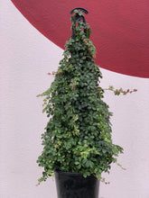 Load image into Gallery viewer, Parthenocissus sikkimensis