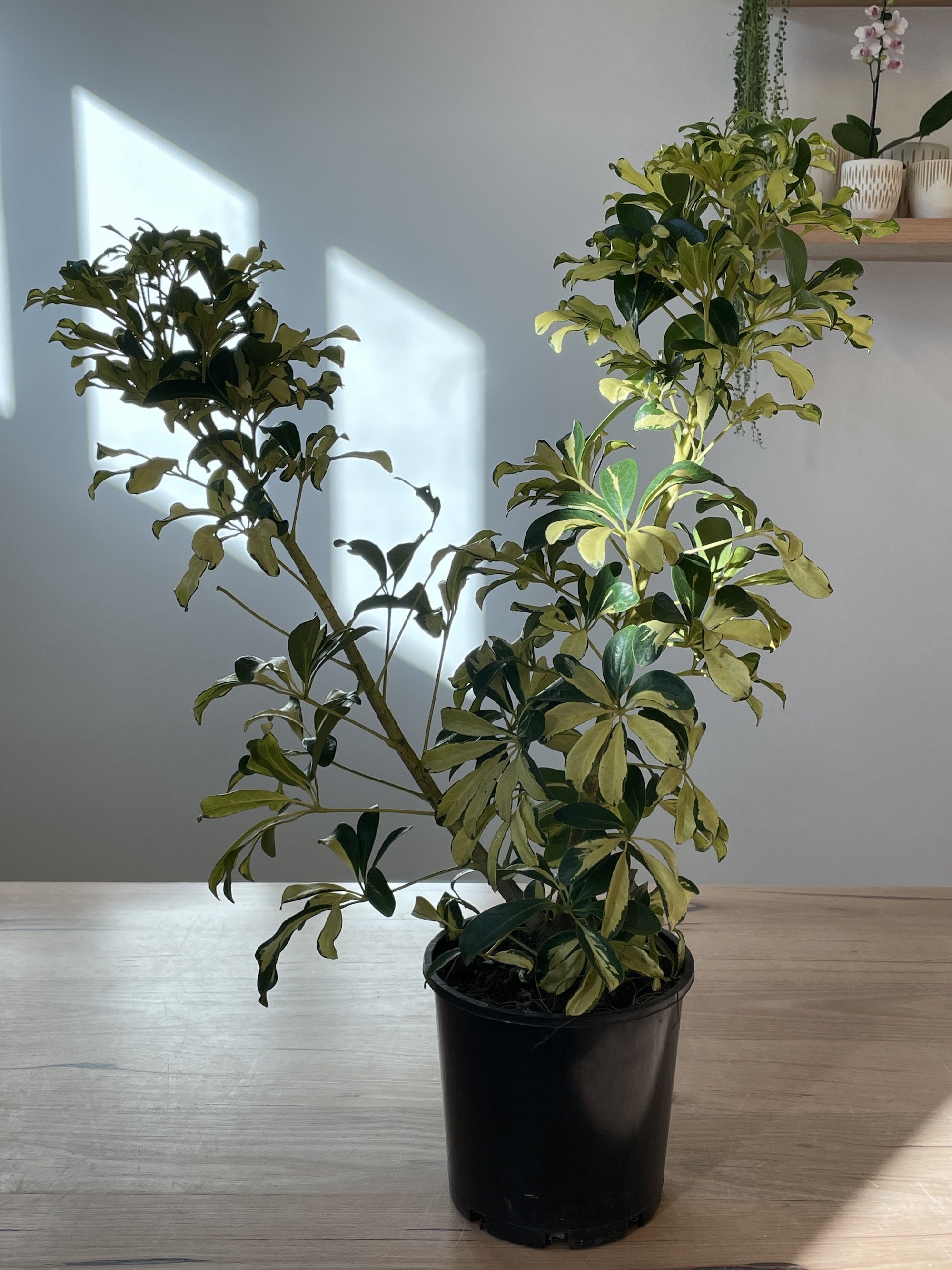 schefflera arboricola madame de smet Schefflera arboricola 'Madam de Smet'