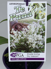 Load image into Gallery viewer, Arthropodium cirratum 'Te Puna'