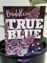 Load image into Gallery viewer, Buddleia 'True Blue'