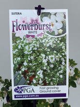 Load image into Gallery viewer, Sutera cordata 'Flowerburst White'