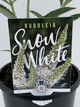 Load image into Gallery viewer, Buddleia 'Snow White'