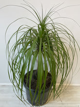 Load image into Gallery viewer, Beaucarnea recurvata 'Ponytail Palm'