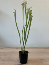 Load image into Gallery viewer, Sarracenia sp.