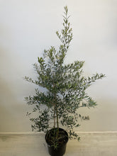Load image into Gallery viewer, Olea spp 'Garden Harvest' Dwarf Olive