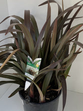 Load image into Gallery viewer, Dianella tasmanica 'Blaze'