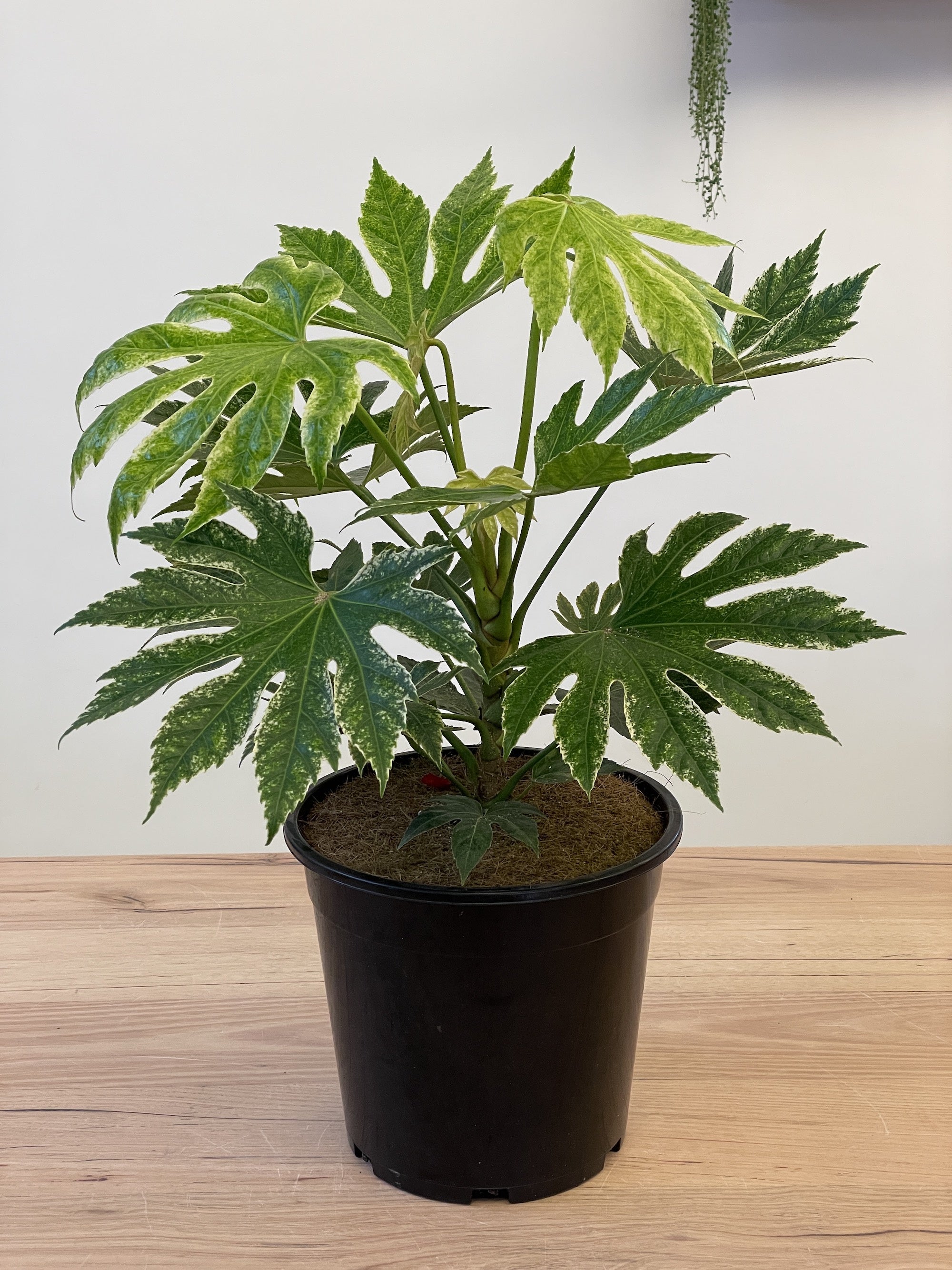 Fatsia japonica 'Spider Web'