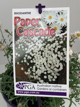 Load image into Gallery viewer, Rhodanthe 'Paper Cascade'