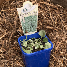 Load image into Gallery viewer, Dichondra argentea 'Silver Falls'