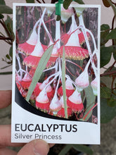 Load image into Gallery viewer, Eucalyptus caesia ‘Silver Princess’