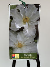 Load image into Gallery viewer, Clematis ‘Veronica’s Choice’