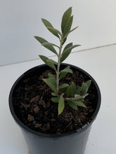 Load image into Gallery viewer, Olive 'Piccolo'
