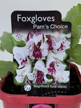 Load image into Gallery viewer, Digitalis purpurea 'Pam's Choice'