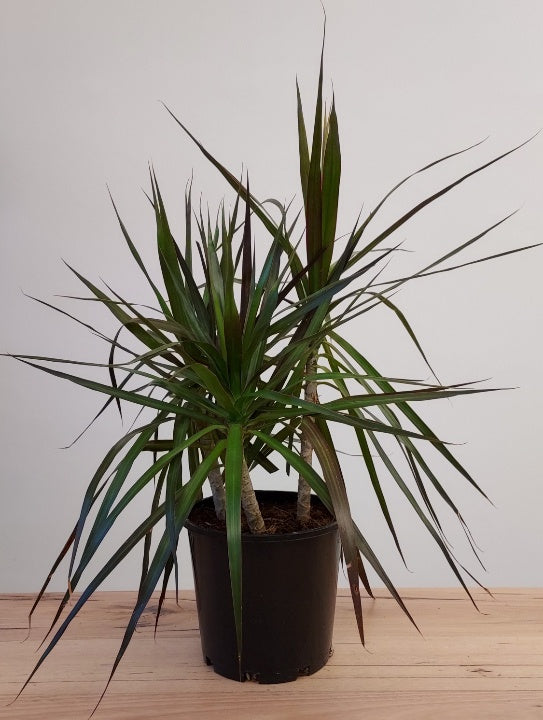 Dracaena 'Black Knight'