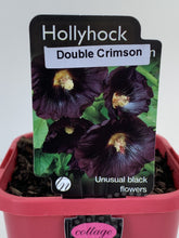 Load image into Gallery viewer, Hollyhock 'Celebrity Double Crimson'