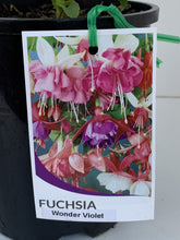 Load image into Gallery viewer, Fuchsia 'Wonder Violet'