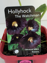 Load image into Gallery viewer, Hollyhock 'The Watchman'