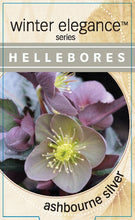 Load image into Gallery viewer, Helleborus - Winter Elegance series 'Ashbourne Silver'