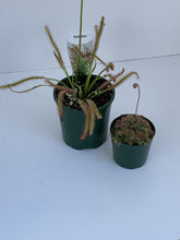 Load image into Gallery viewer, Drosera Species 'sundew'