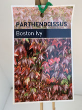Load image into Gallery viewer, Parthenocissus tricuspidata ‘Boston Ivy’