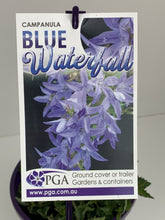 Load image into Gallery viewer, Campanula 'Blue Waterfall'