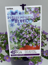 Load image into Gallery viewer, Sutera cordata 'Flowerburst Blue'
